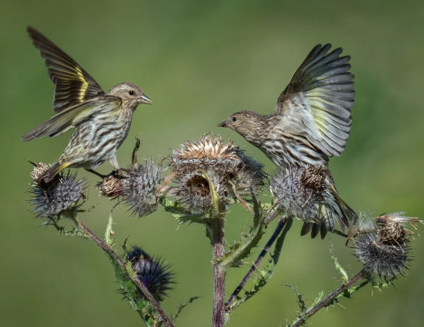 pine siskin feeder