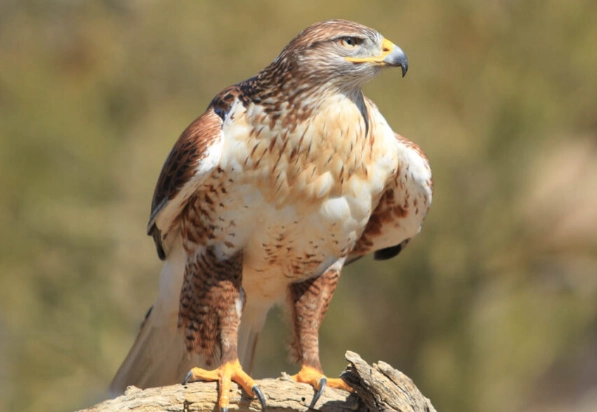 hawk identification tips