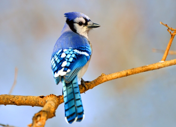 bluejay identification