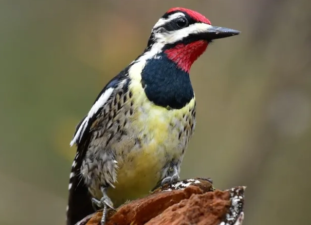 yellow bellied sapsucker facts