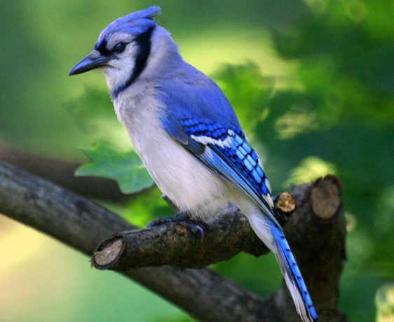 bluejay identification