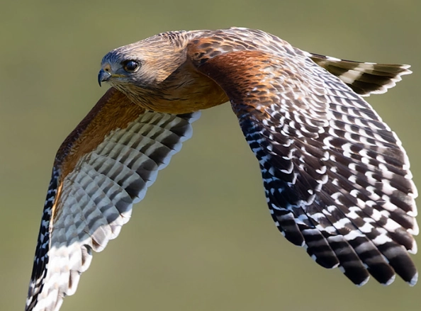 red-shouldered hawk identification
