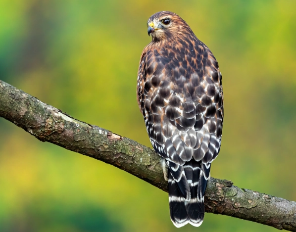 red-shouldered hawk vs red-tailed hawk