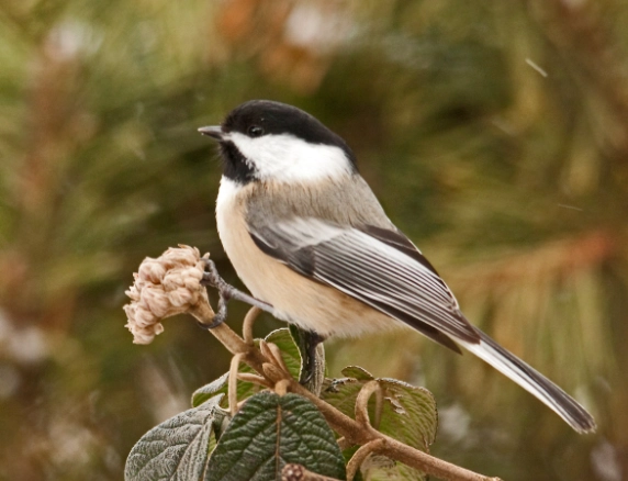 chickadee identification