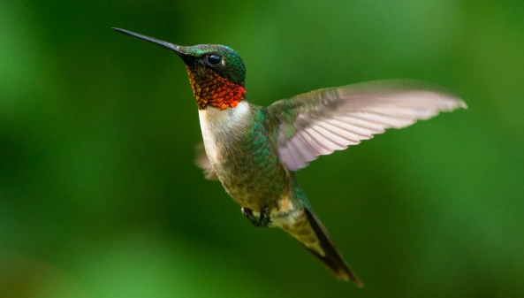 attract hummingbirds