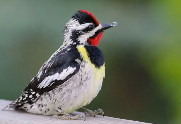 attract yellow bellied sapsucker
