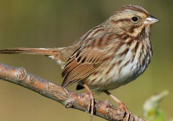 Song Sparrow identification