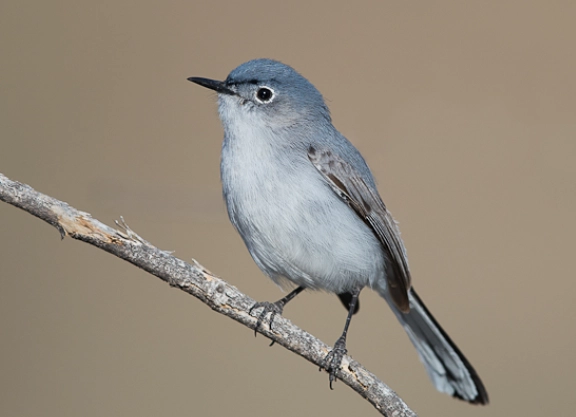 blue-gray gnatcatcher identification