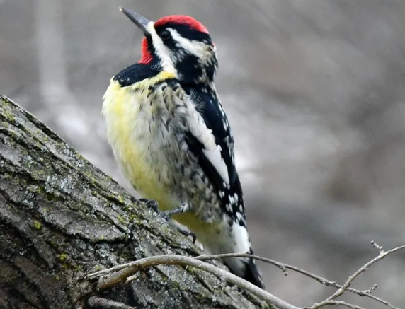 attract yellow bellied sapsucker