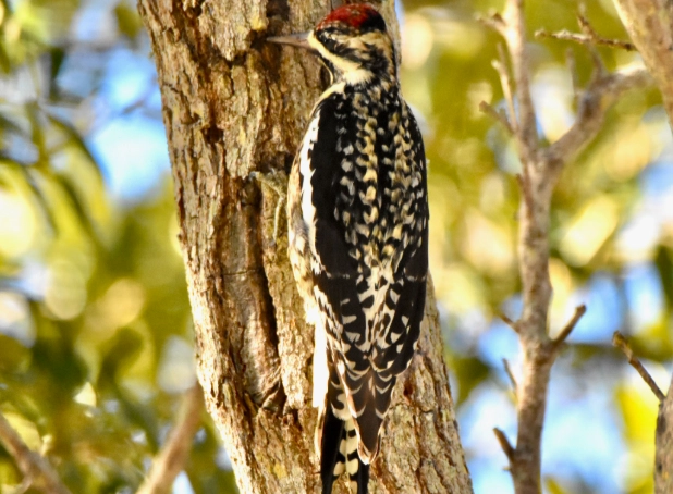 attract yellow bellied sapsucker