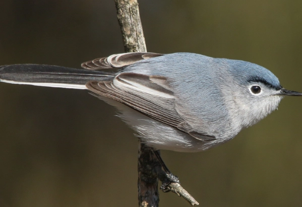 blue-gray gnatcatcher call