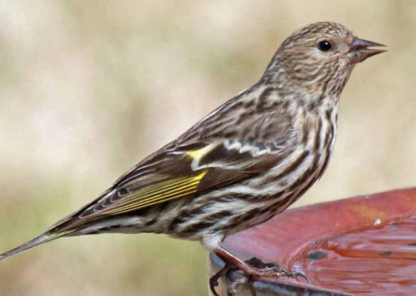 pine siskin feeder