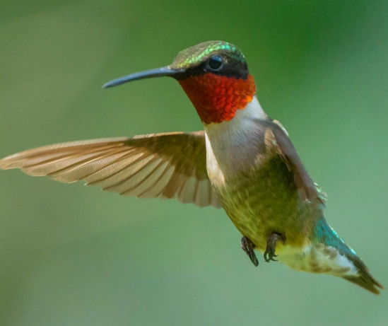 hummingbird migration