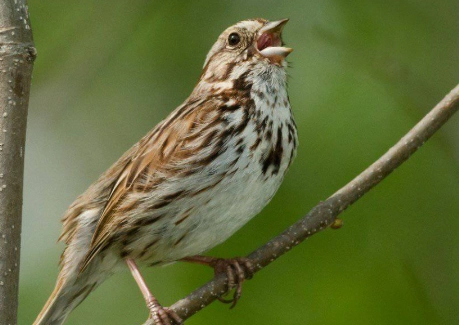 Song Sparrow habitat