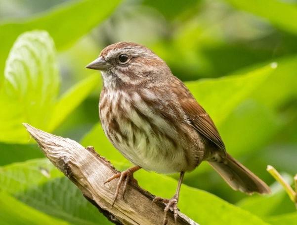 Song Sparrow habitat