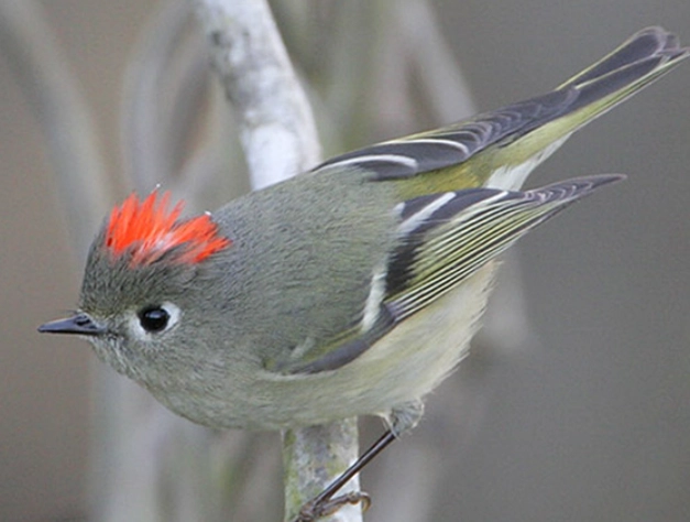 ruby-crowned kinglet call