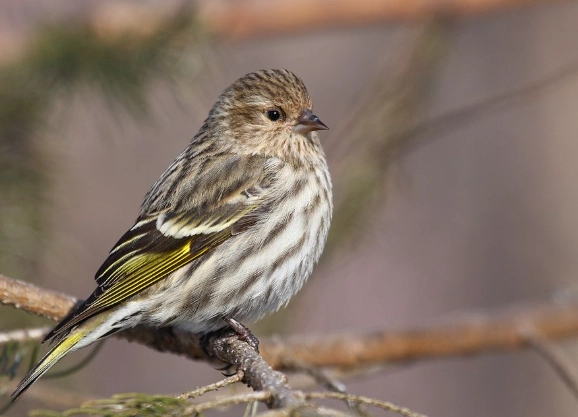 pine siskin identification