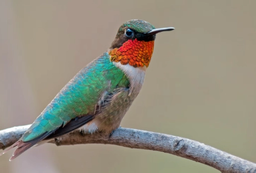 attract hummingbirds