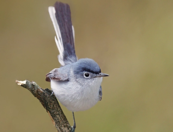 blue-gray gnatcatcher range map