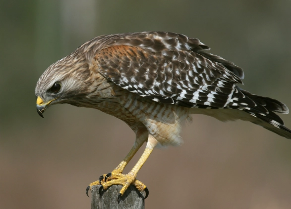 red-shouldered hawk call