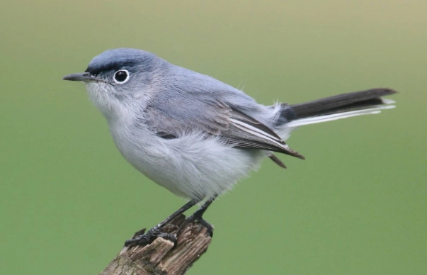 blue-gray gnatcatcher identification