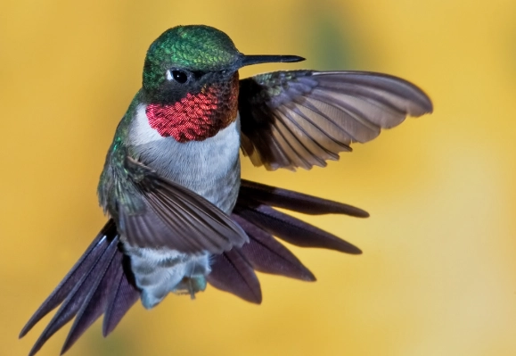 attract hummingbirds