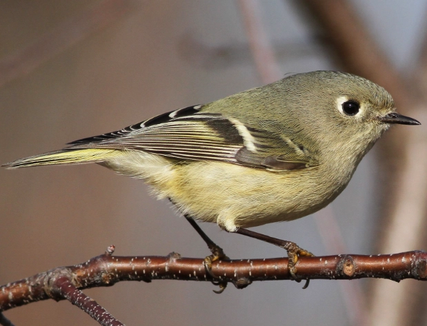 ruby-crowned kinglet identification