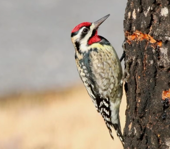 yellow bellied sapsucker identification