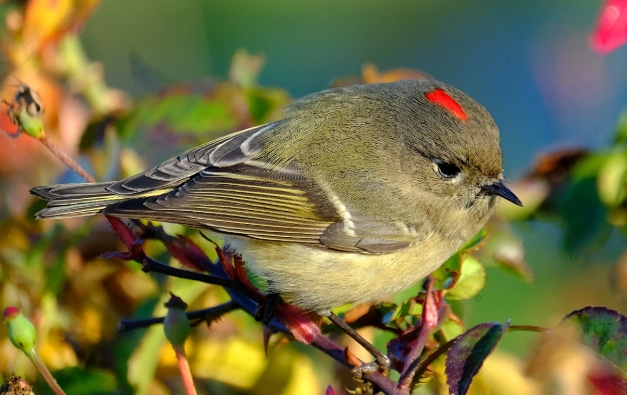 ruby-crowned kinglet identification