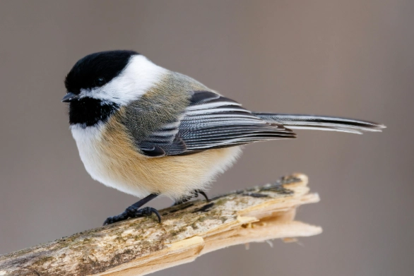attract chickadees