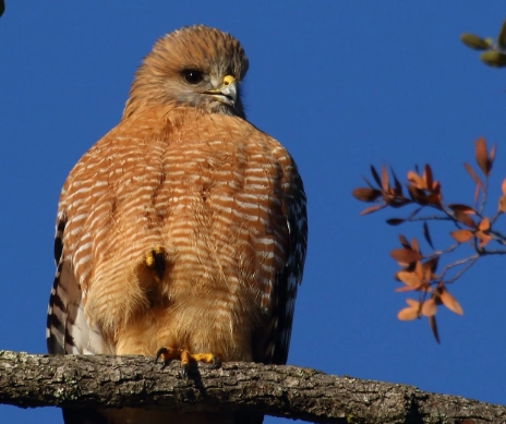 red-shouldered hawk vs red-tailed hawk