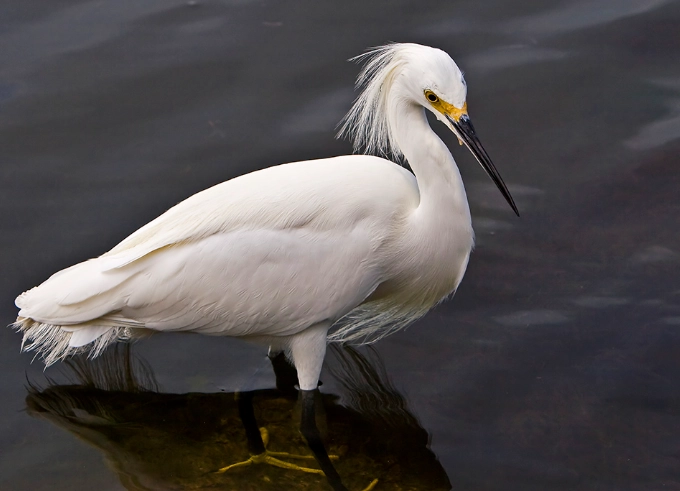 bird photography tips