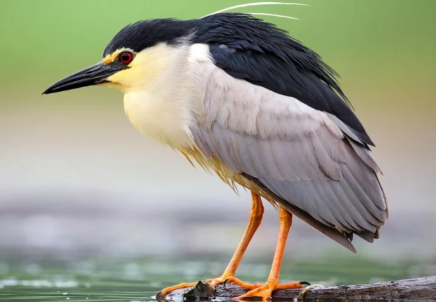 night heron identification