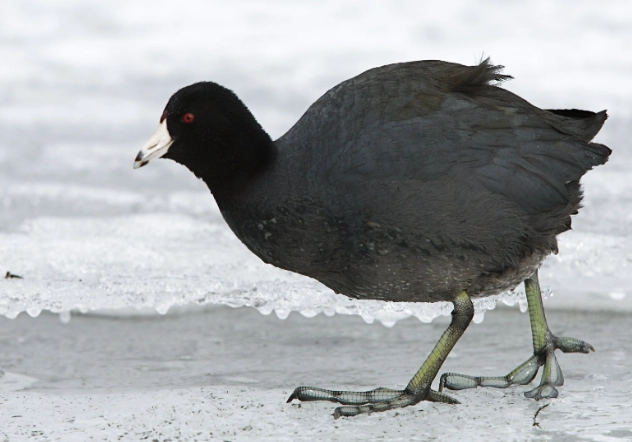 american coot identification