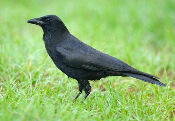 american crow vs raven