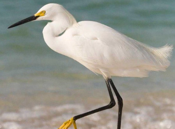 bird photography tips