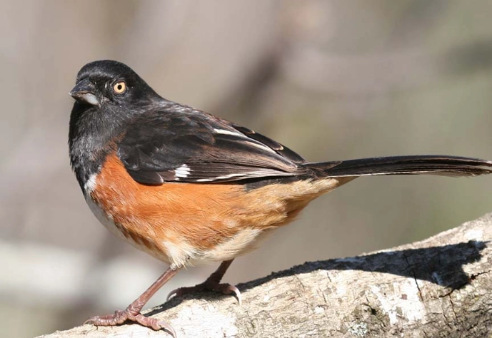 eastern towhee call
