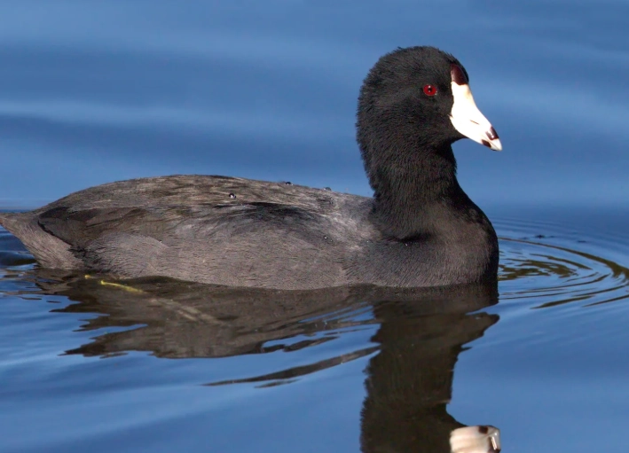 coot bird behavior