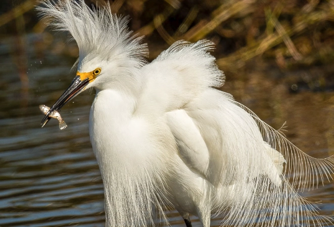 egret identification