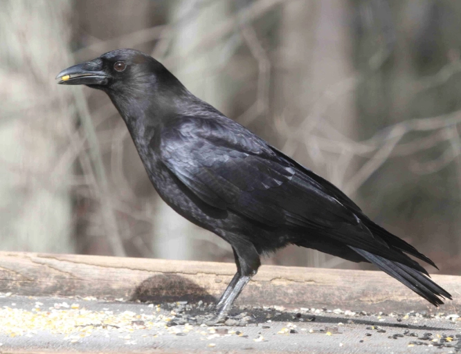 attract american crows