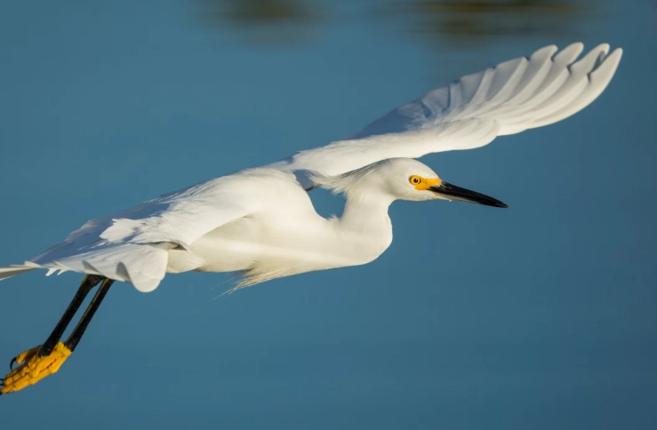 egret identification