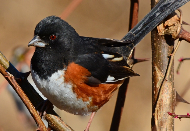eastern towhee identification