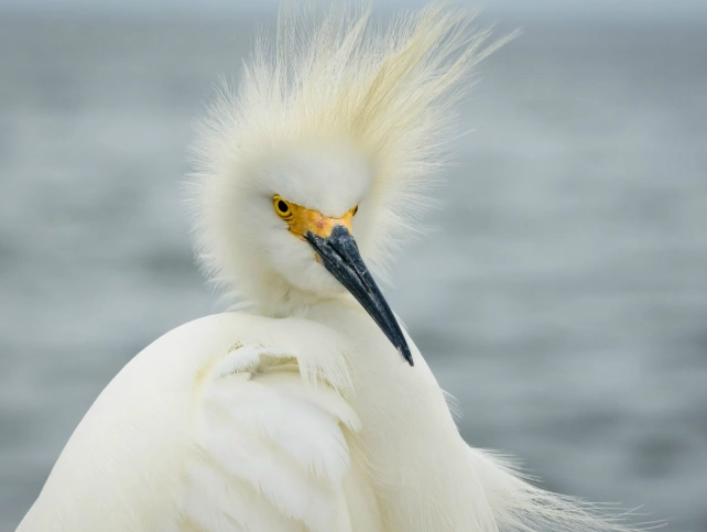 bird photography tips