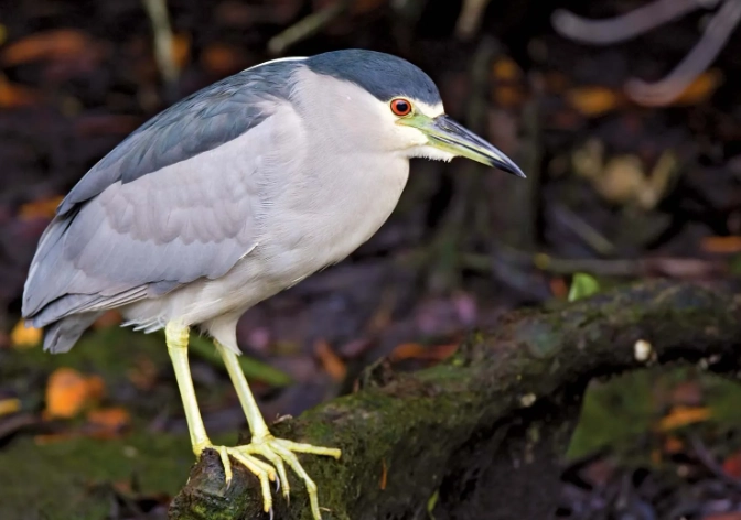 night heron identification