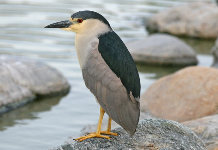black-crowned night heron