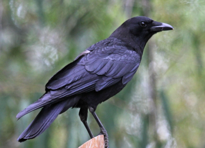 american crow identification