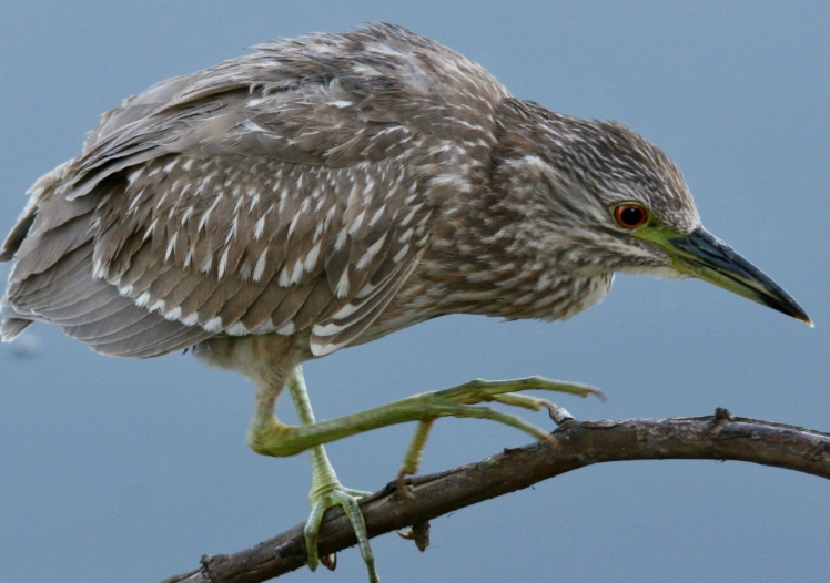 black-crowned night heron