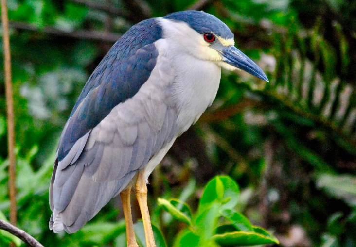 where to see night herons