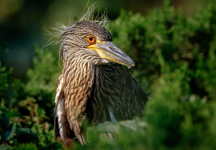 night heron identification