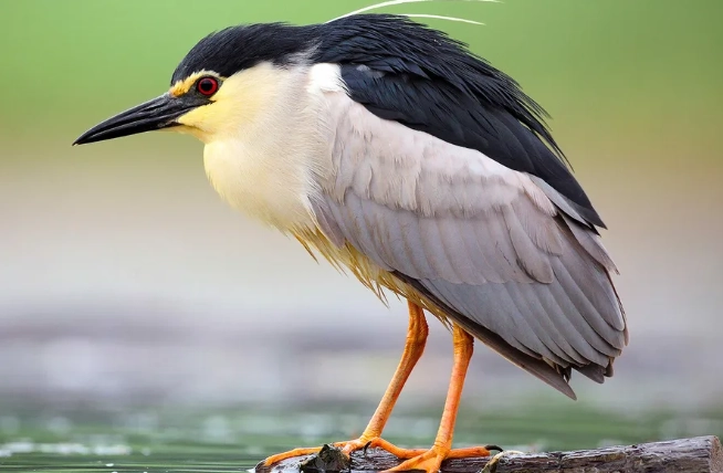 black-crowned night heron habitat